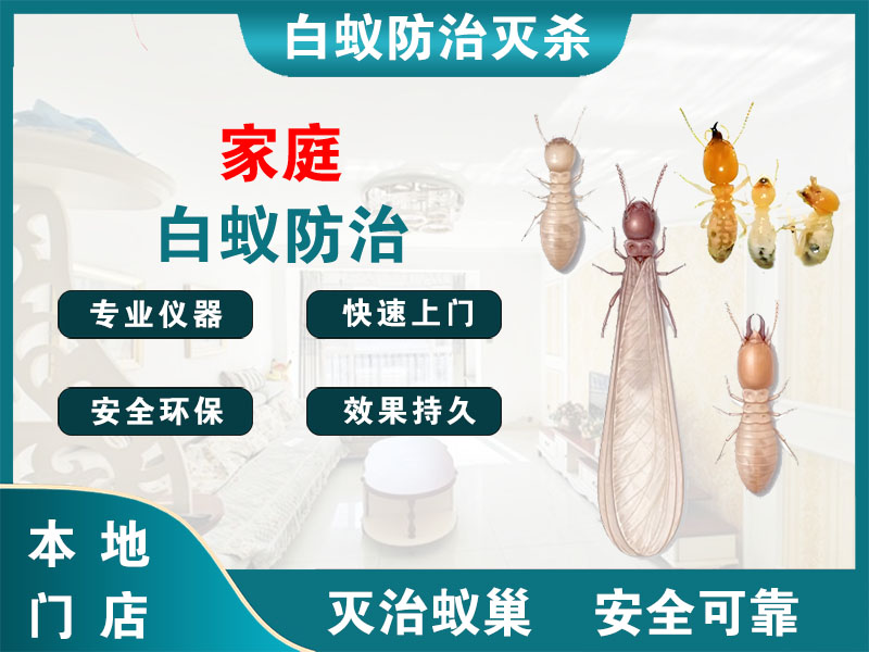 建湖家庭白蚁防治